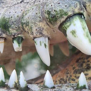 Nile crocodile teeth close-up