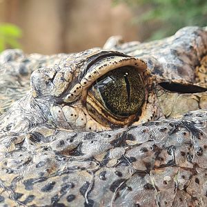 Nile crocodile eye close-up