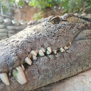 Nile crocodile jaw close-up