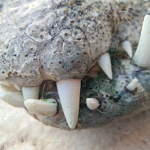 Nile crocodile snout close-up