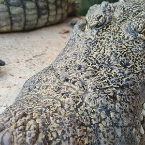 Nile crocodile snout