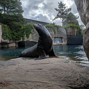 Californian Sealion