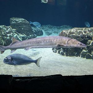 Oceanium Tank - Sturgeon