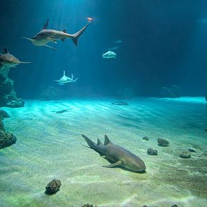 Oceanium Tank - Sharks