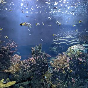 Oceanium Tank - Coral Reef