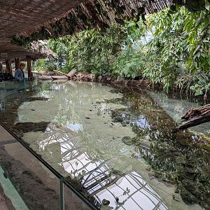 Oceanium Tank - Mangroves