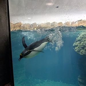 Oceanium - King Penguin
