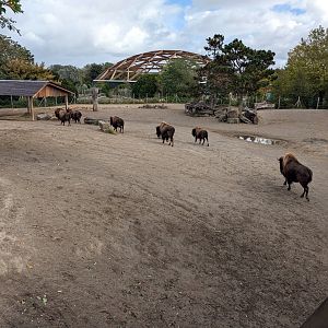 Bisons on the move