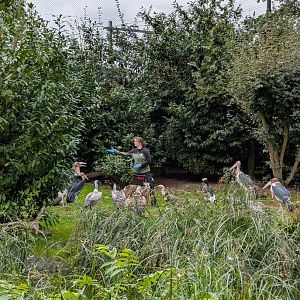 Vultures/birds being fed