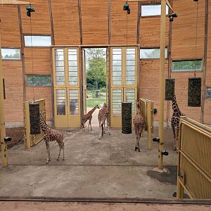 Giraffe House