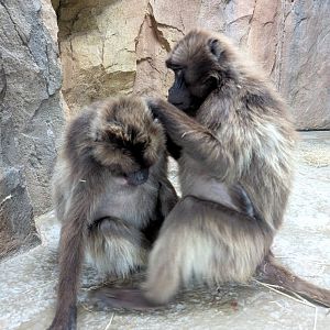 Geladas Grooming