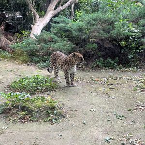 Amur Leopard