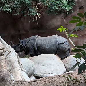 Indian Rhino