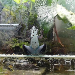 BtS: Little rock frog (Staurois parvus)