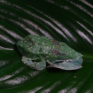 BtS: Palmar treefrog (Boana pellucens)