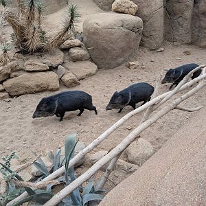 Collared Peccaries