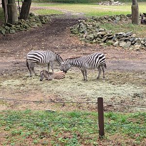 Zebras with calf