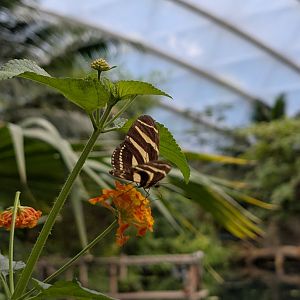 Butterfly in Mangrove House
