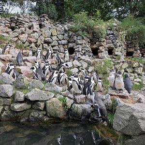 African Penguins