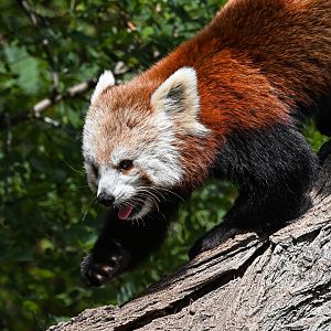 Red panda