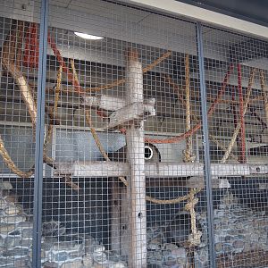 Fossa exhibit in the entrance building, 2025-04-12