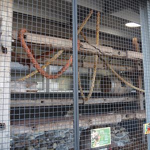 Fossa exhibit in the entrance building, 2025-04-12