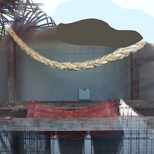 Fossa indoor exhibit in the entrance building, 2025-04-12