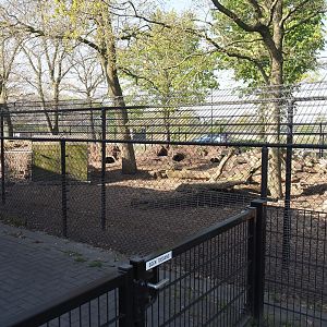 Patagonian mara exhibit next to the parking lot, 2025-04-12
