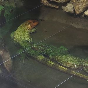 Caiman lizard (Dracaena guianensis), 2025-04-12