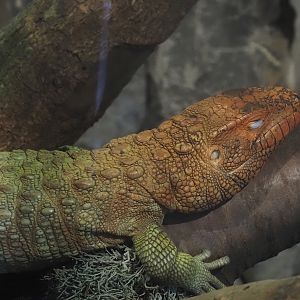 Caiman lizard (Dracaena guianensis), 2025-04-12