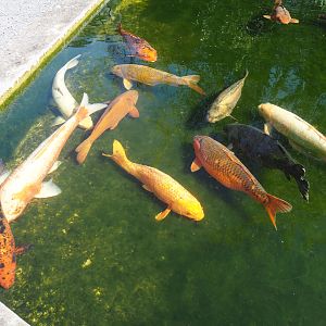 Koi (Cyprinus rubrofuscus), 2025-04-12