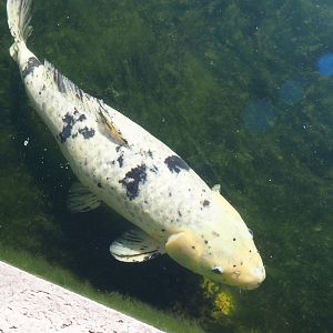 Koi (Cyprinus rubrofuscus), 2025-04-12