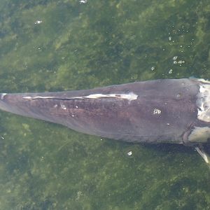 Koi (Cyprinus rubrofuscus), 2025-04-12