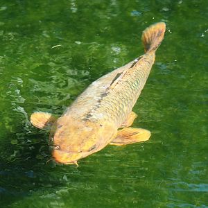 Koi (Cyprinus rubrofuscus), 2025-04-12