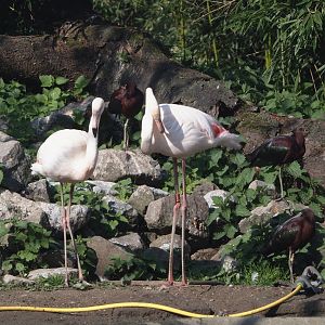 Greater flamingos (Phoenicopterus roseus) and Glossy ibises (Plegadis falcinellus), 2025-04-12