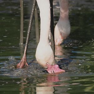 Greater flamingo (Phoenicopterus roseus), 2025-04-12