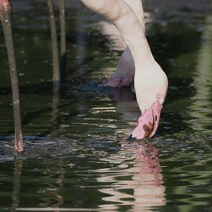 Greater flamingo (Phoenicopterus roseus), 2025-04-12