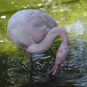 Greater flamingo (Phoenicopterus roseus), 2025-04-12