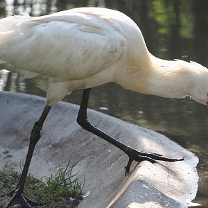 Eurasian spoonbill (Platalea leucorodia), 2025-04-12