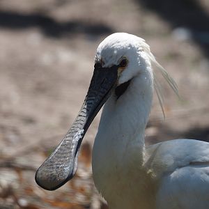 Eurasian spoonbill (Platalea leucorodia), 2025-04-12