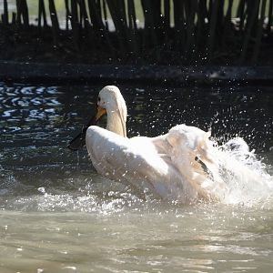 Bathing Eurasian spoonbill (Platalea leucorodia), 2025-04-12