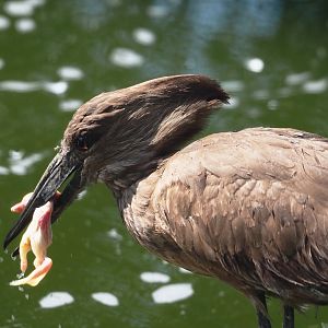 Hamerkop (Scopus umbretta), 2025-04-12