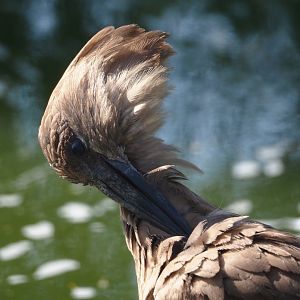 Hamerkop (Scopus umbretta), 2025-04-12