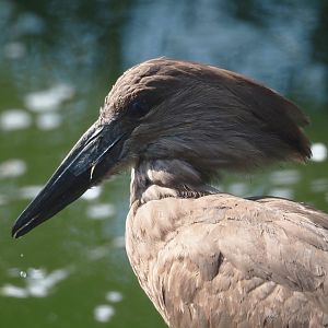 Hamerkop (Scopus umbretta), 2025-04-12