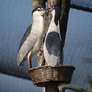 Black-crowned night herons (Nycticorax nycticorax nycticorax), 2025-04-12