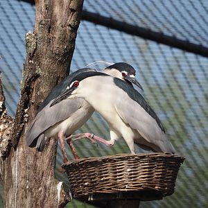 Black-crowned night herons (Nycticorax nycticorax nycticorax), 2025-04-12