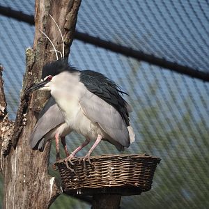 Black-crowned night heron (Nycticorax nycticorax nycticorax), 2025-04-12