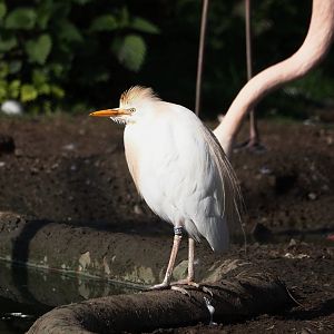 Western cattle egret (Bubulcus ibis), 2025-04-12