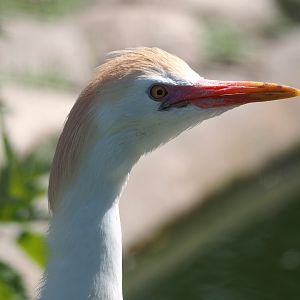 Western cattle egret (Bubulcus ibis), 2025-04-12