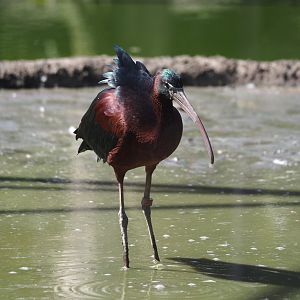 Glossy ibis (Plegadis falcinellus), 2025-04-12